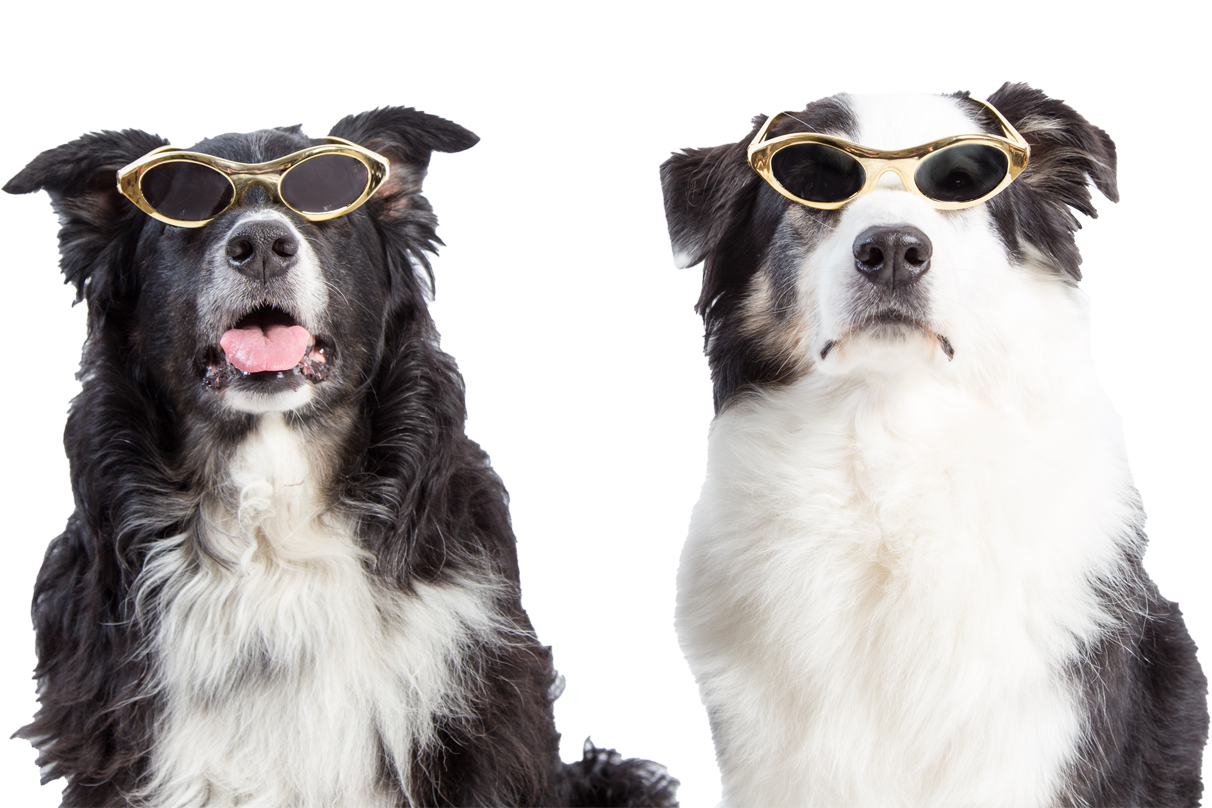 Entrenamiento de Border Collies