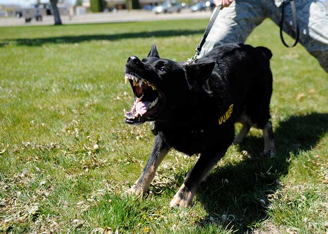 Fear Aggression in Dogs - Dog Training Elite Dallas—Fort Worth
