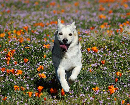 Spring Activities to Do with Your Dog - Dog Training Elite Dallas—Fort Worth