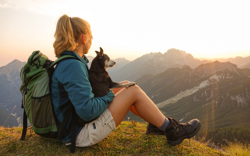 Learn 7 new ways to train your dog this fall with tips from Dog Training Elite.