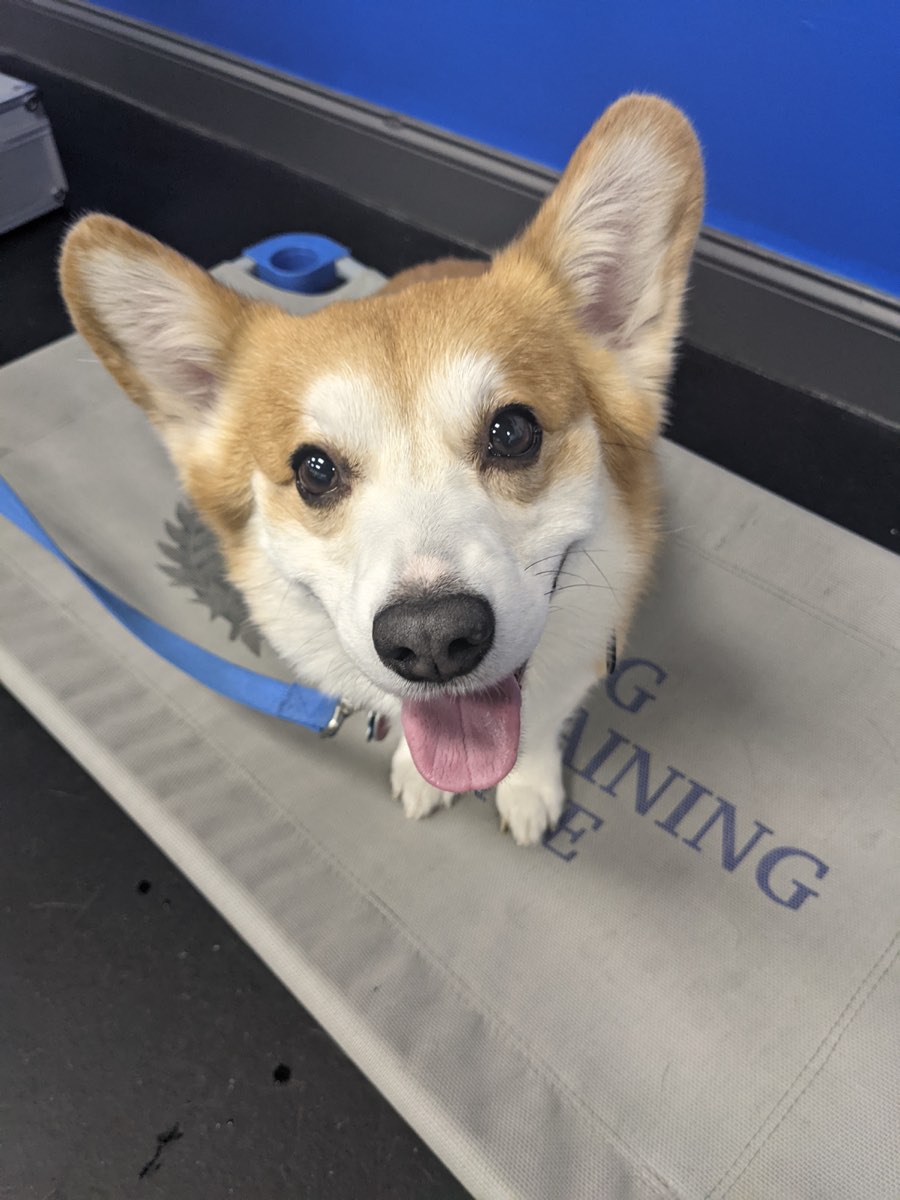 See quick return from your investment with Dog Training Elite.