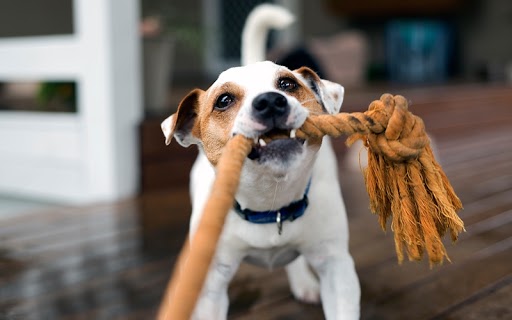 The staff at Dog Training Elite believe that ropes are a fantastic toy to help train your dog while having fun.