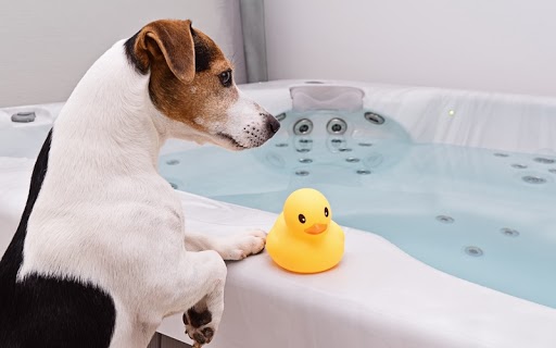 Changing up your regular routine is one way the professionals at Dog Training Elite believe you can easily teach your dog to ignore certain cues.