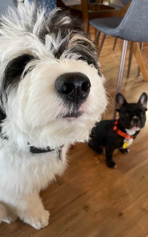 Elizabeth Smearman - Greenville, South Carolina dog training franchise owner.