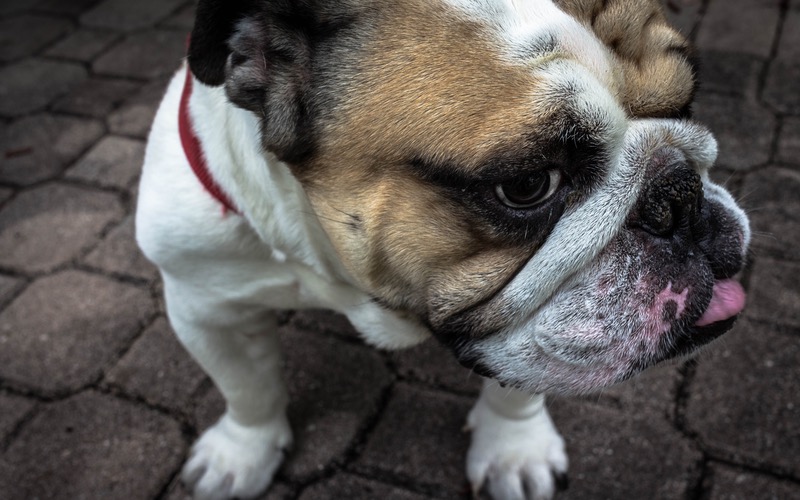 Dog Training Elite is the top Dallas dog trainer near you for Bulldogs.