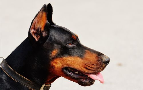 Dog Training Elite of Dallas offers professional service dog training programs for Doberman Pinschers.