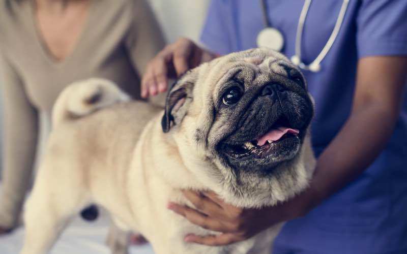 Dog at vet getting checked by owner for their springtime health in Dallas.