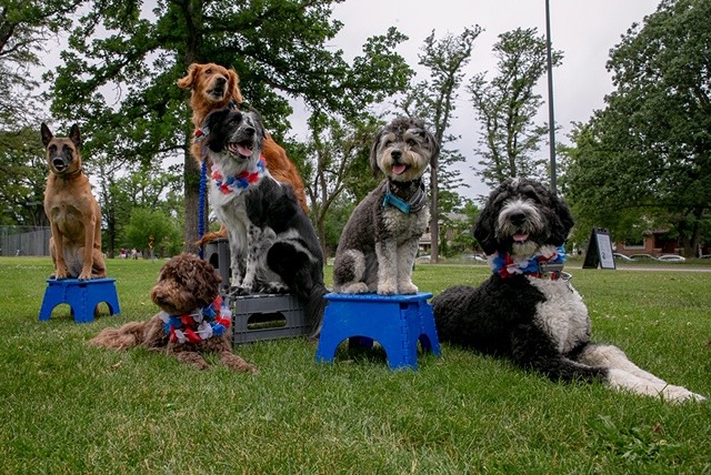 Investing in a Dog Training Elite dog business is essential.