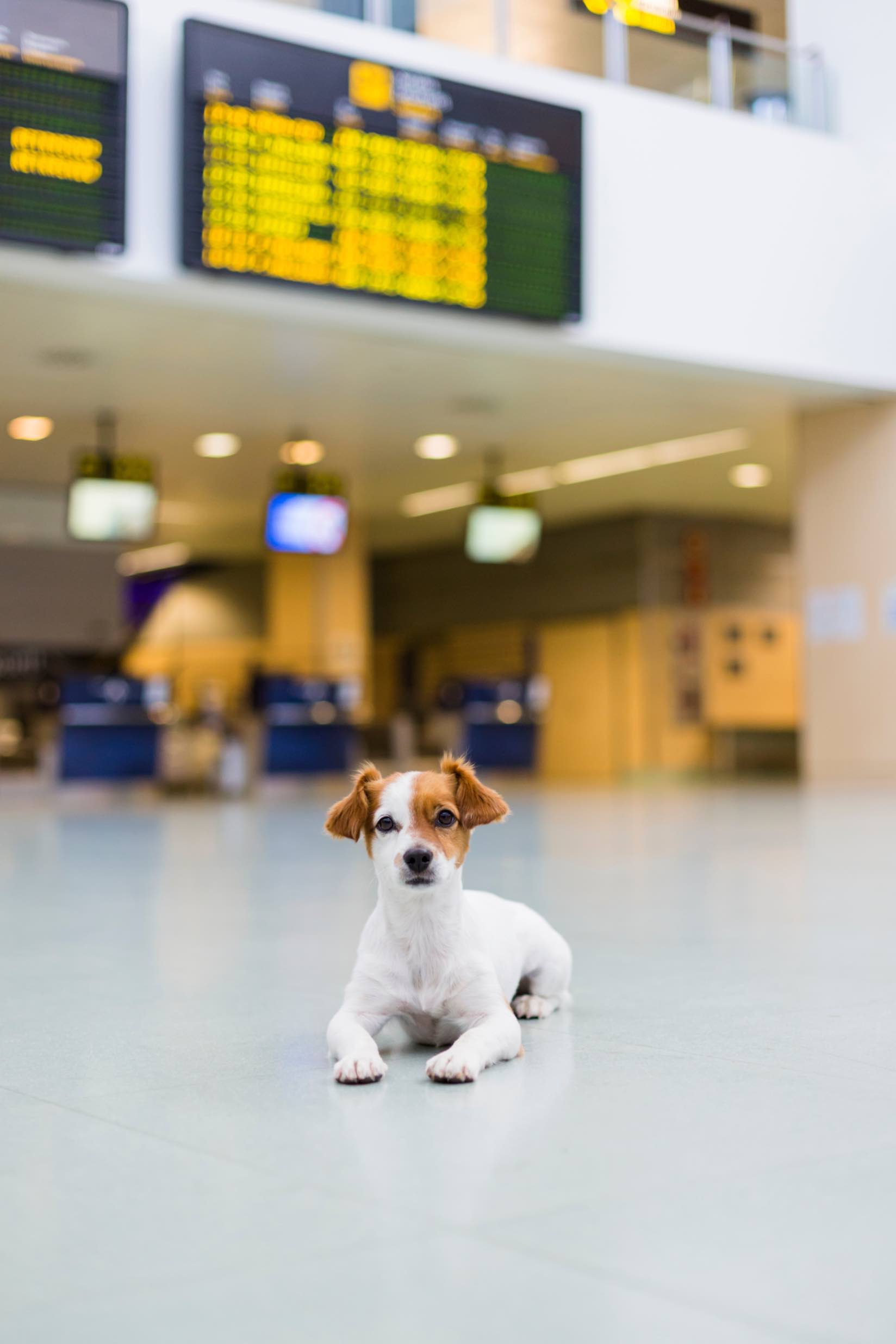 This pup is happy to behave at the airport, especially thanks to training from Dog Training Elite in Dallas.