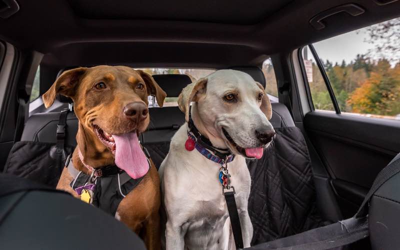 Two beautiful dogs in a car - Dog Training Elite in Dallas.