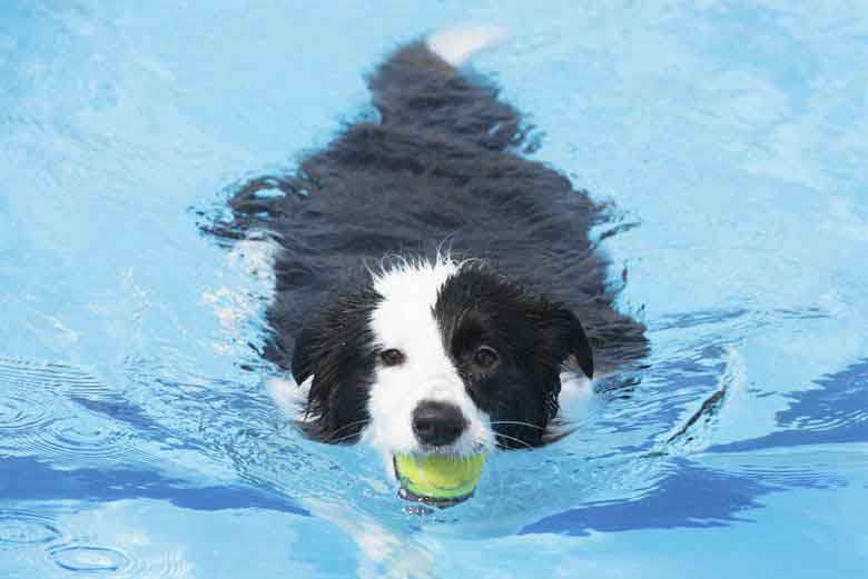 Dog Training Elite in Dallas suggests supervising your dog in the water and getting a life vest for deep water.