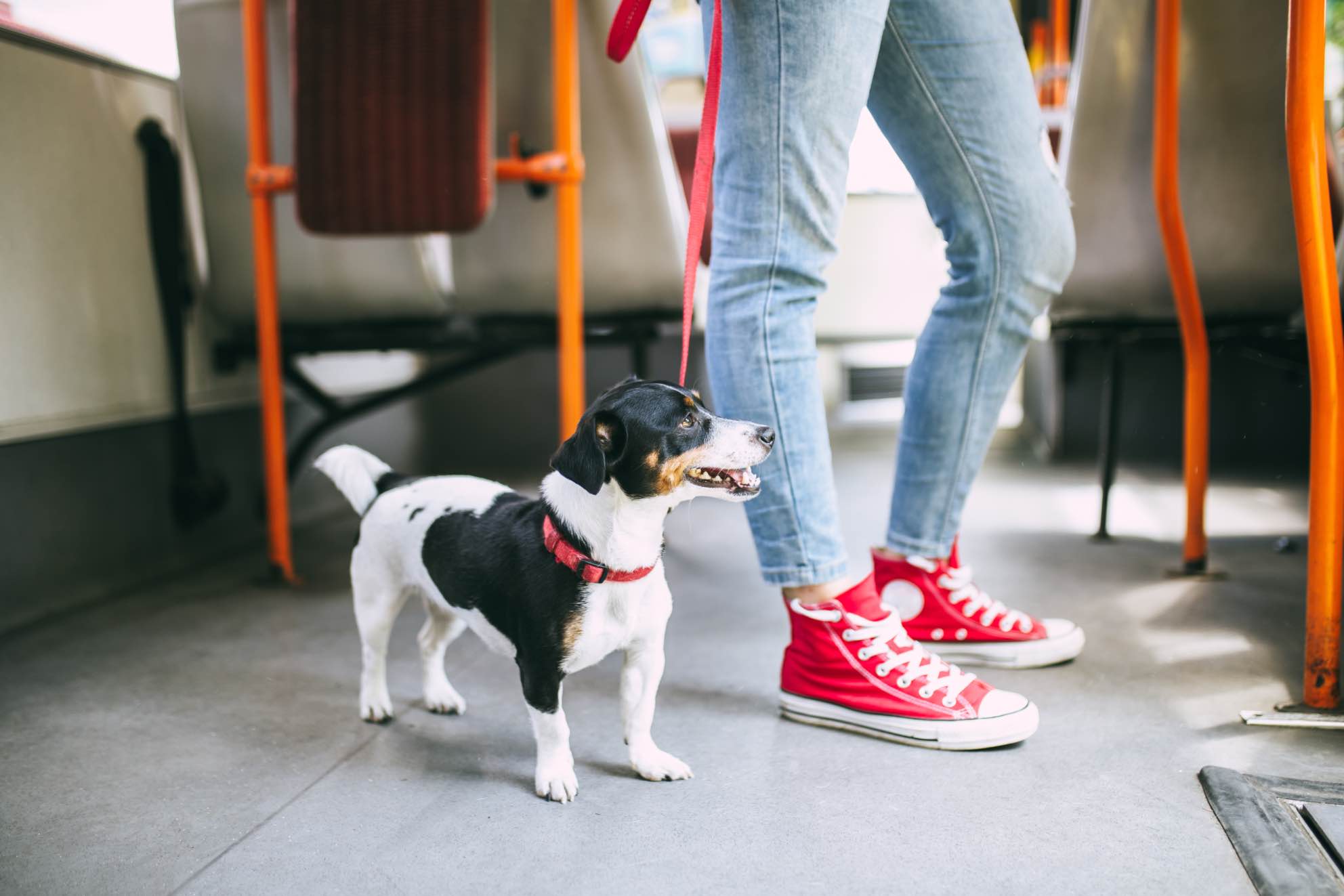 This cute pup on a bus happily stands by their owner thanks to training at Dog Training Elite in Dallas.