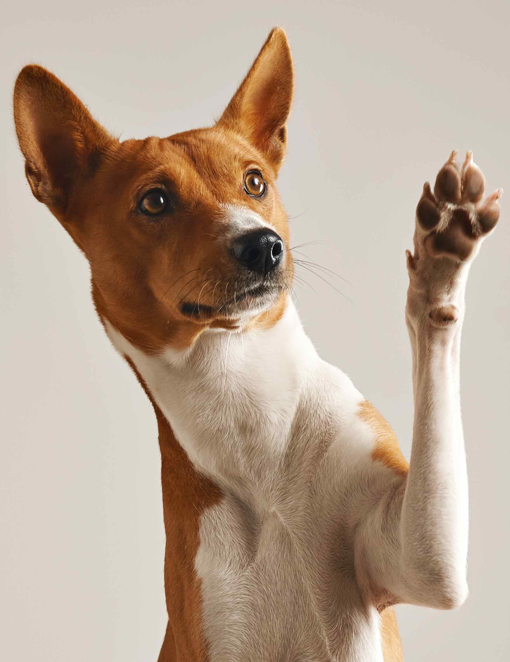Dog raising his paw to ask a question during Dog Training Elite training class in Dallas.