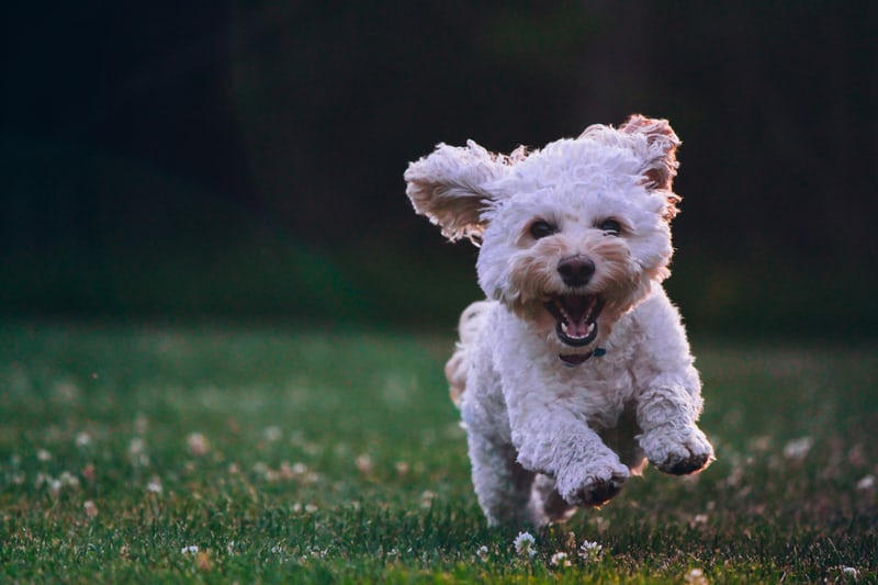 Dog running in an open field getting used to being outdoors again in Dallas.