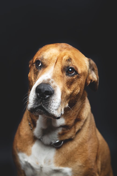 Diabetes in Dogs - Dog Training Elite Dallas—Fort Worth