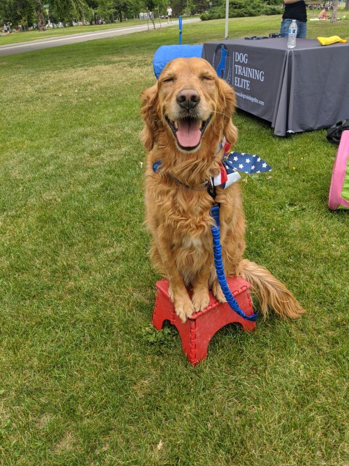 dog training business