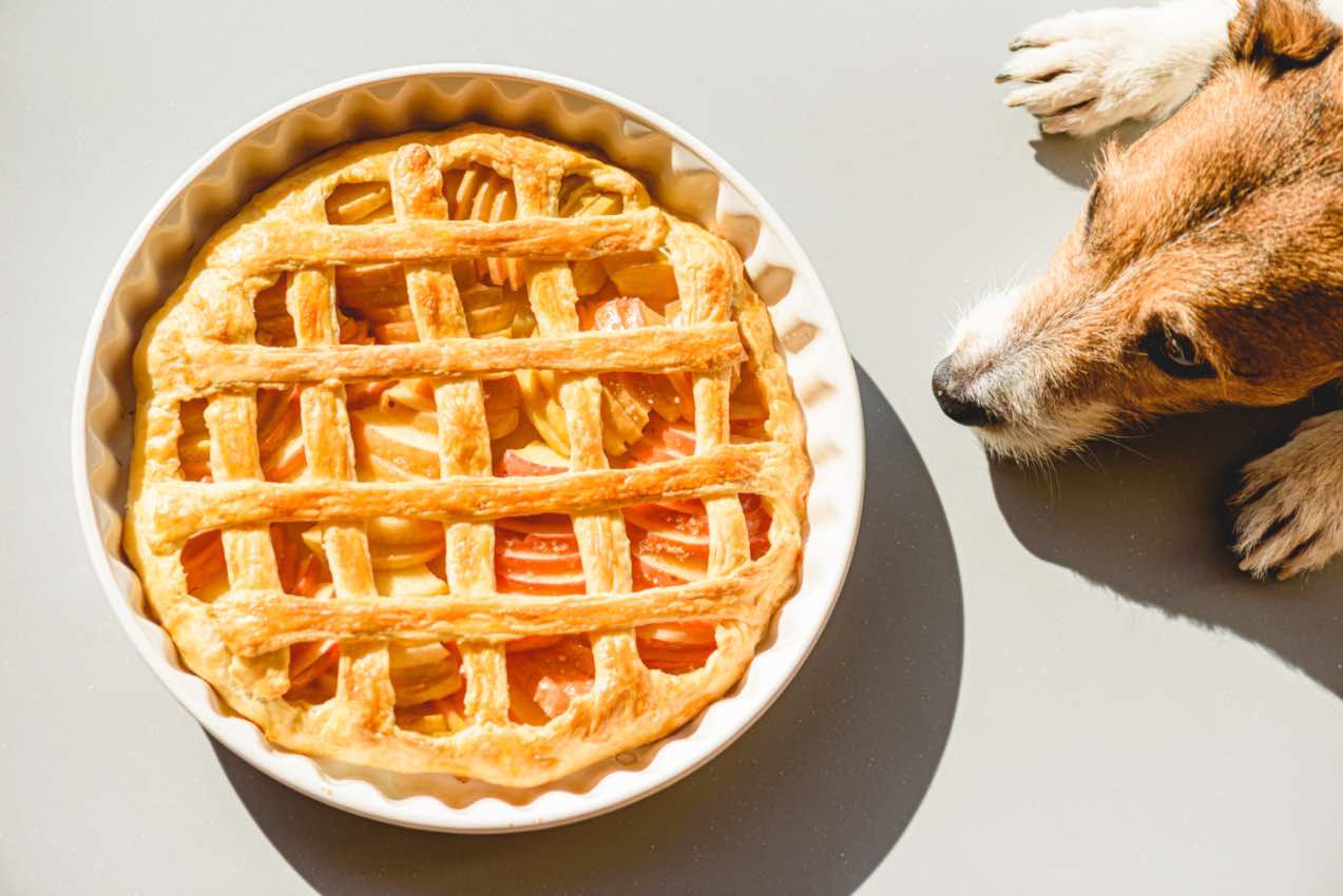 Pups may love the idea of pie, but check out Dog Training Elite Dallas—Fort Worth in Dallas's tips to keep them safe.
