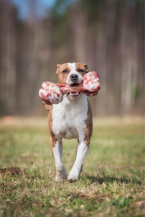 This dog is safely enjoying a big, raw bone with tips from Dog Training Elite Dallas—Fort Worth in Dallas.