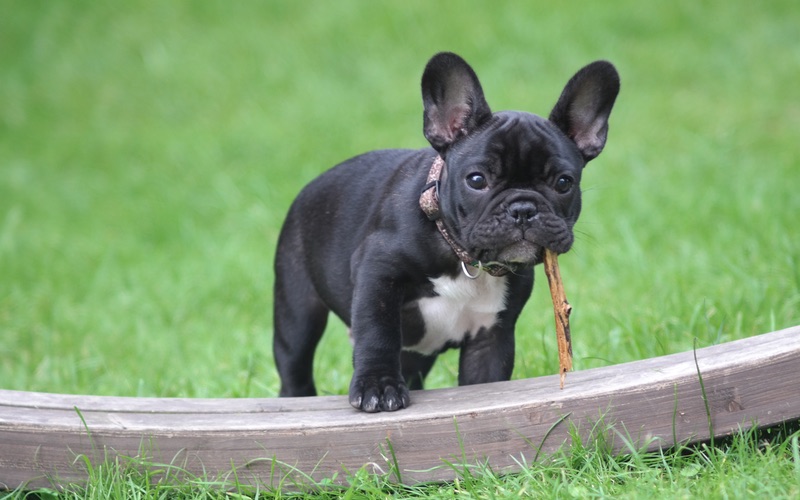 Dog Training Elite has the best dog trainers near you in Dallas for French Bulldog training.