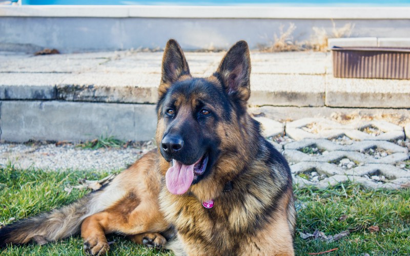 Dog Training Elite has expert German Sheperd dog trainers near you in Dallas.