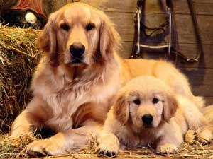 Dog Training Elite offers expert service dog training programs for Golden Retrievers in Dallas.