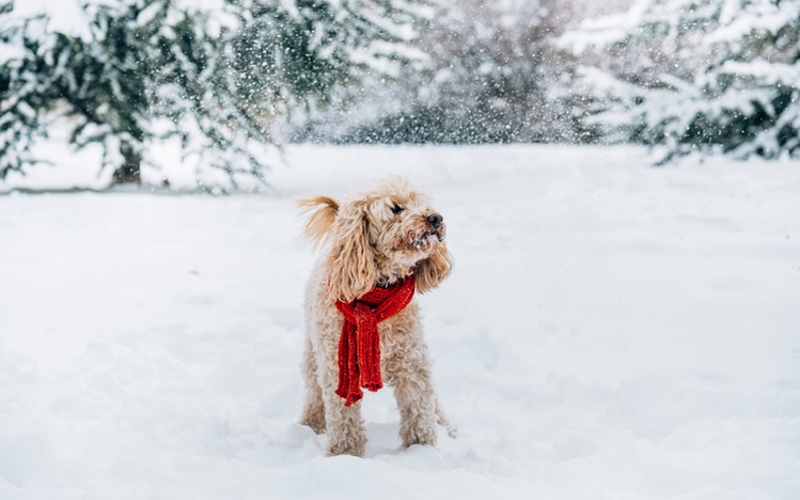 Winter Dog Walking Tips in Dallas