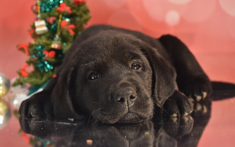 This black labrador puppy is ready for the holidays thanks to Dog Training Elite in Dallas.