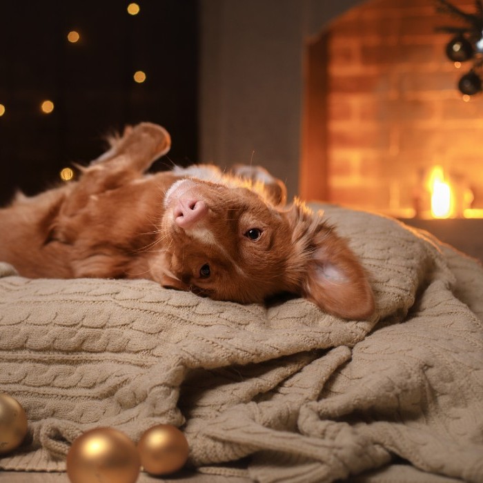 An obediant dog sitting on a blanket surrounded by Christmas ornaments in front of a fire.