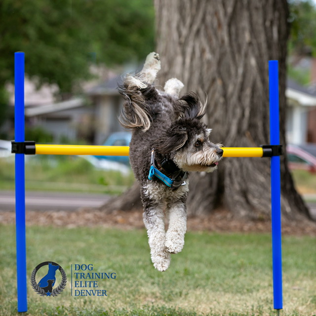 dog training business