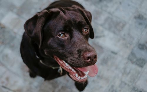Smiling dog feeling happy about his physical health in Dallas.