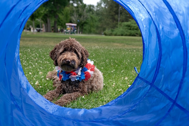 dog training business