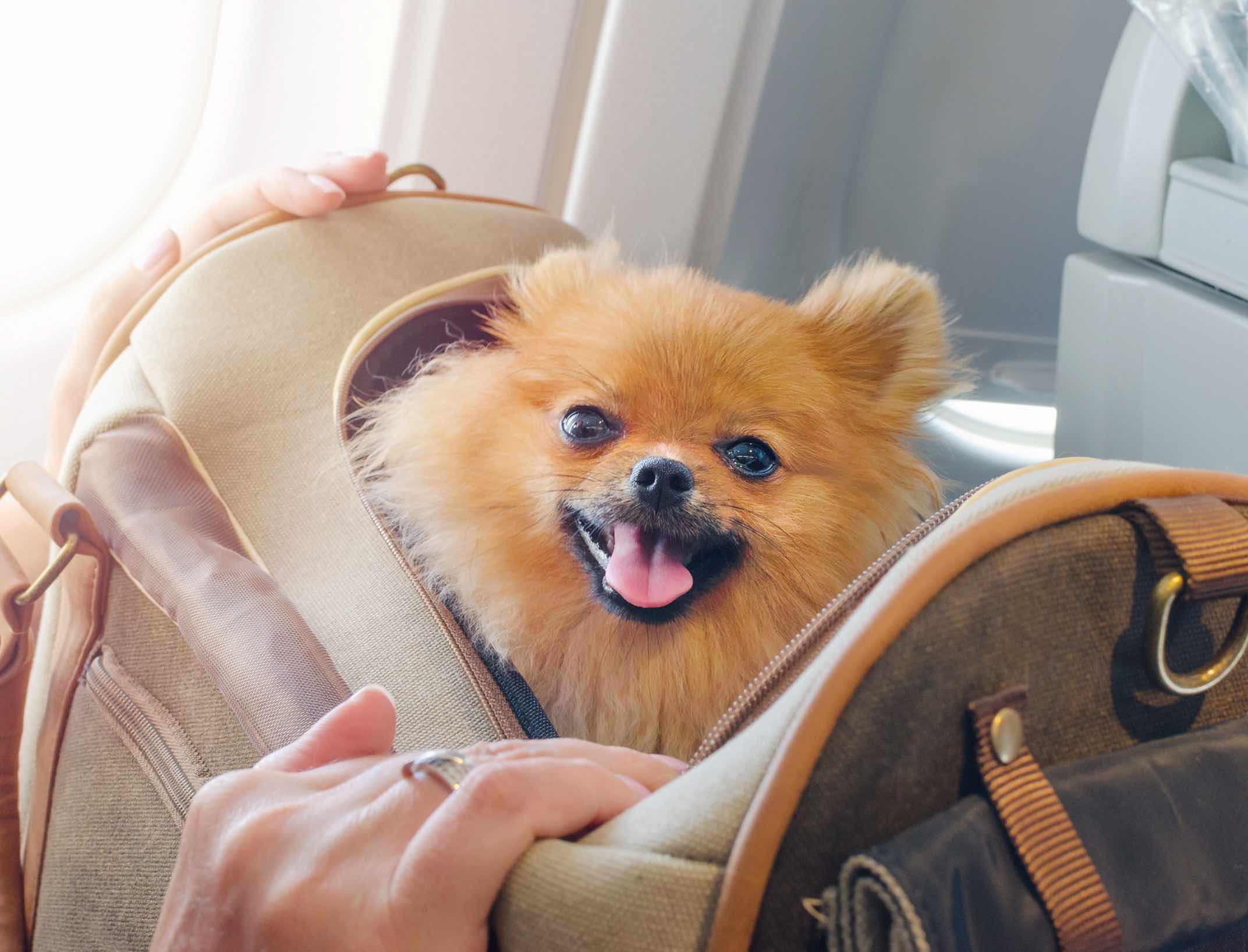 How to Travel With Your Dog in Dallas