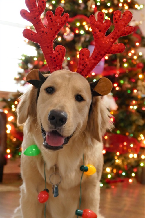 Keep your dog safe this holiday season with these tips from Dog Training Elite in Dallas.