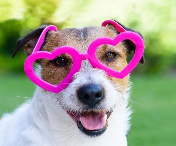 This pup is spoiled by their owner - at trainers at Dog Training Elite.