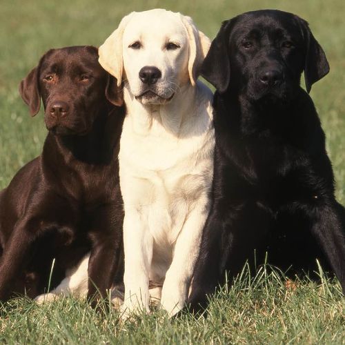 Three labs enjoying the beautiful outdoors - Dog Training Elite in Dallas.