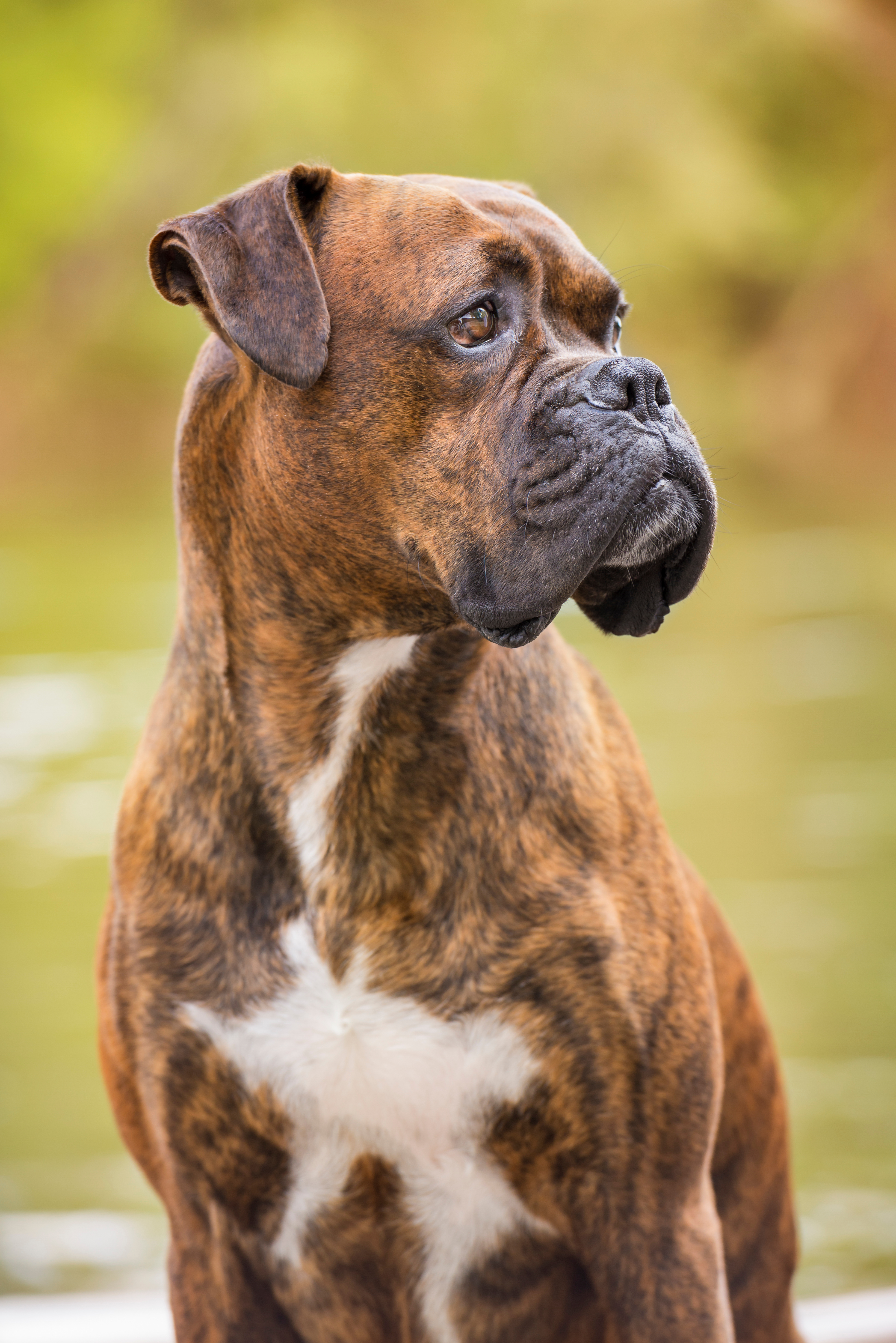 A trained boxer dog - Dog Training Elite Dallas—Fort Worth is the best choice for boxer dog training in Dallas, TX!