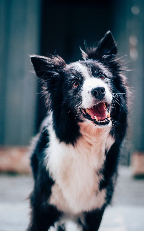 Dog Training Elite now offers virtual training options that you and your dog will love.