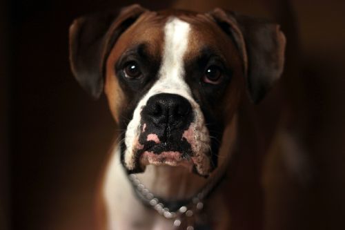 A boxer dog sitting obediently - contact Dog Training Elite for Dallas boxer service dog training today!