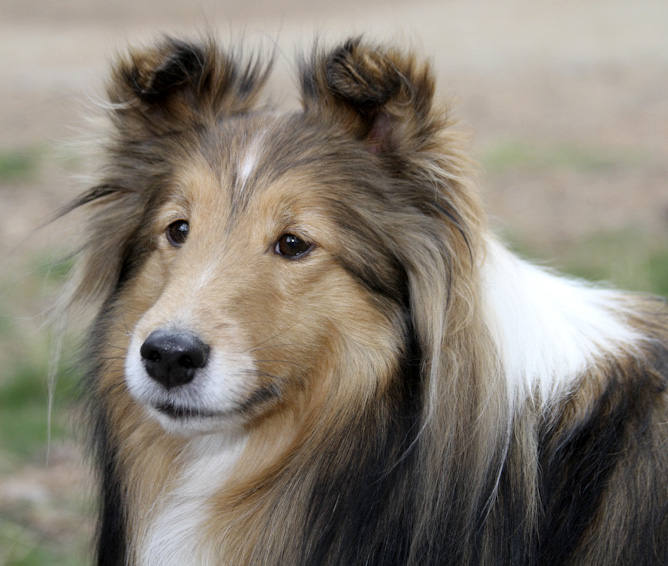 Dog Training Elite Dallas—Fort Worth has top trainers that offer professional dog training for specific breeds near you in Dallas.