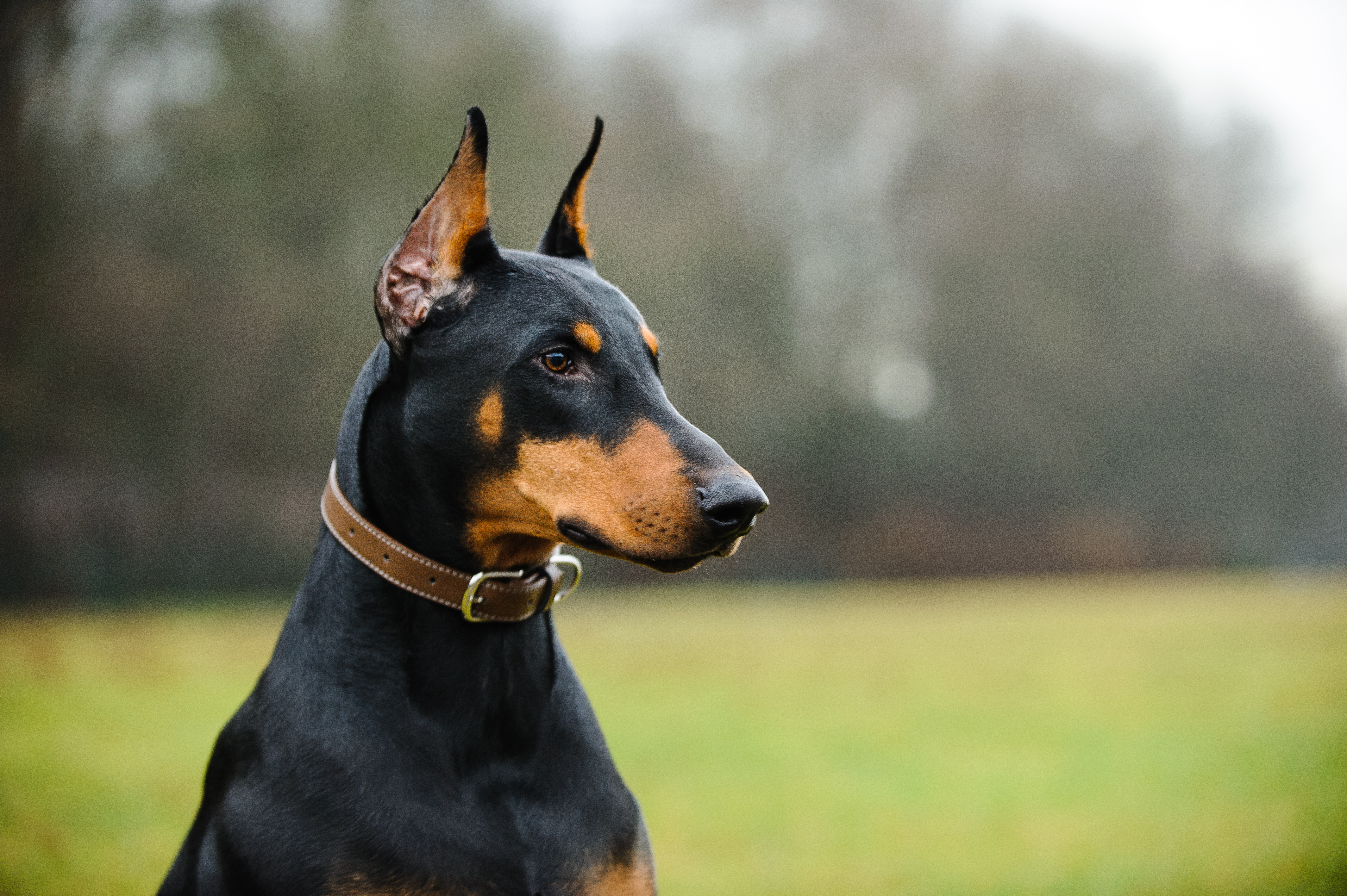 An obediant doberman who has undergone professional Doberman training in Dallas, TX.