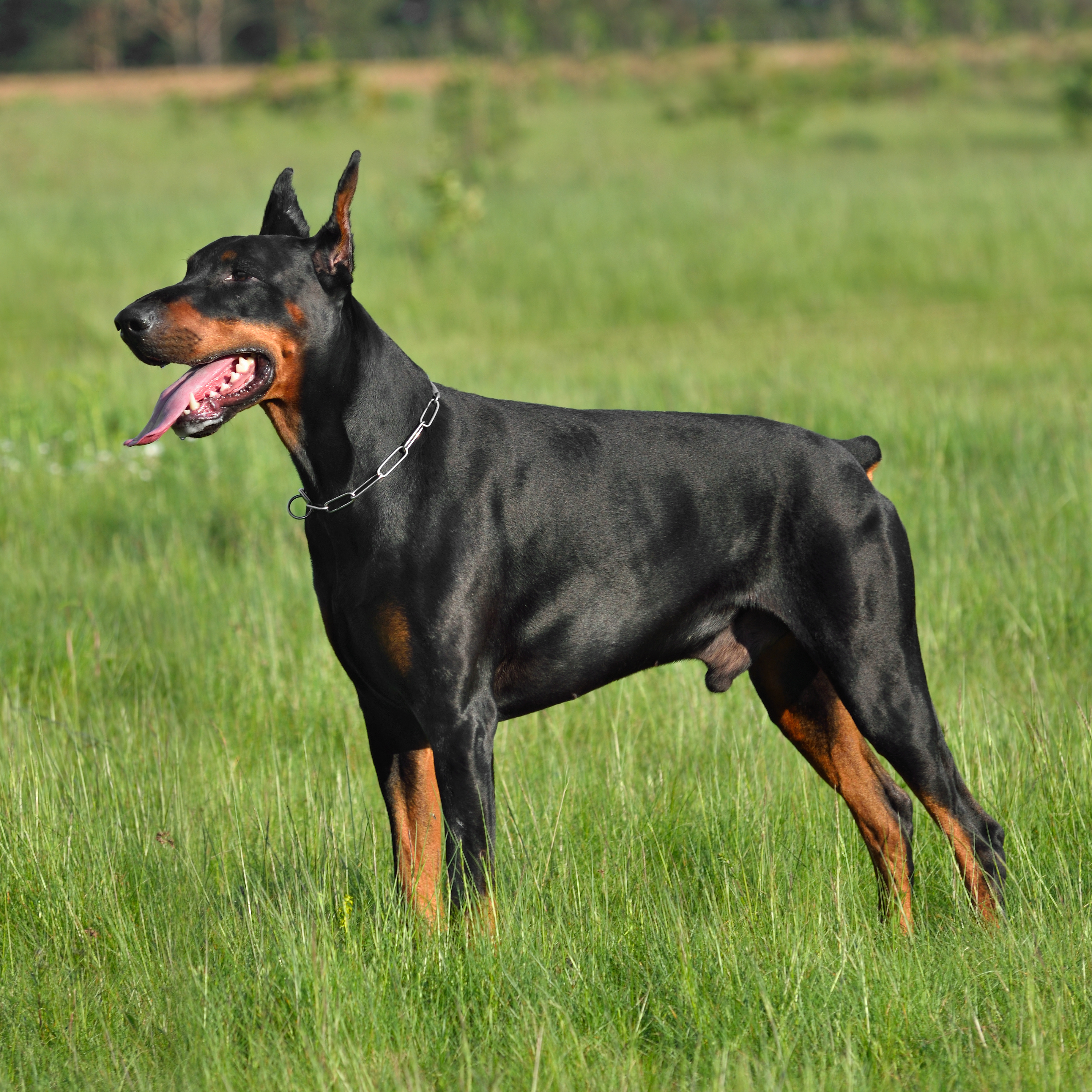 Dog Training Elite has expert Doberman training in Dallas, TX
																															 that are experienced in a variety of positive training methods for Dobermans.