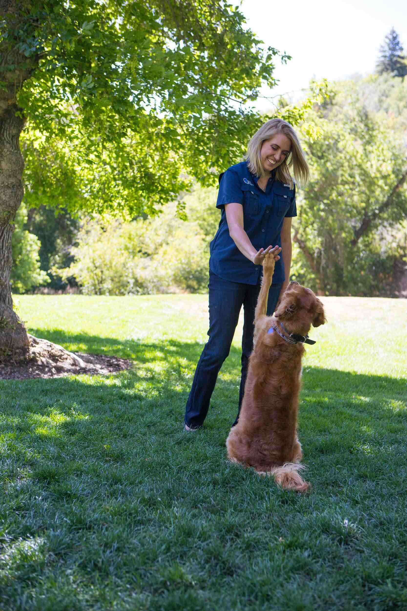 Dog Training Elite is the top professional dog training company with the best local dog trainers near you in Dallas.