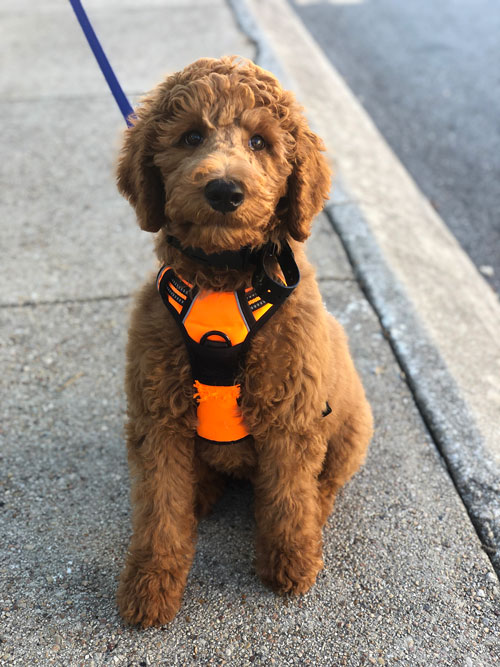 An adorable golden doodle service pup trained by Dog Training Elite Dallas—Fort Worth, ready to help their owner throughout the day!
