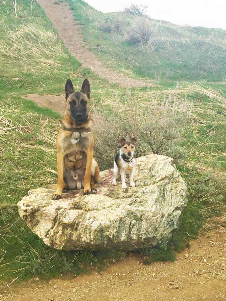 Camping With Your Canine: Tips from Dog Training Elite Dallas—Fort Worth