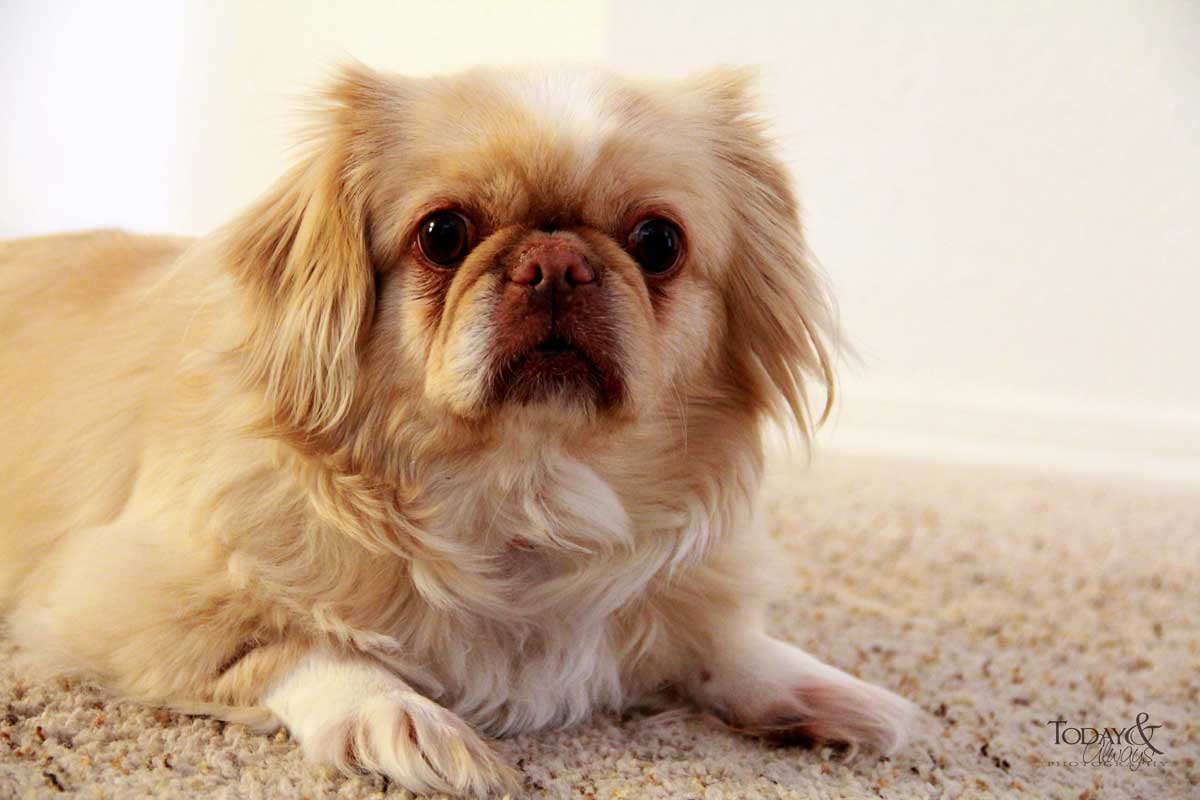 Dog Training Elite offers expert dog obedience training programs near you in Dallas for rescue dogs.