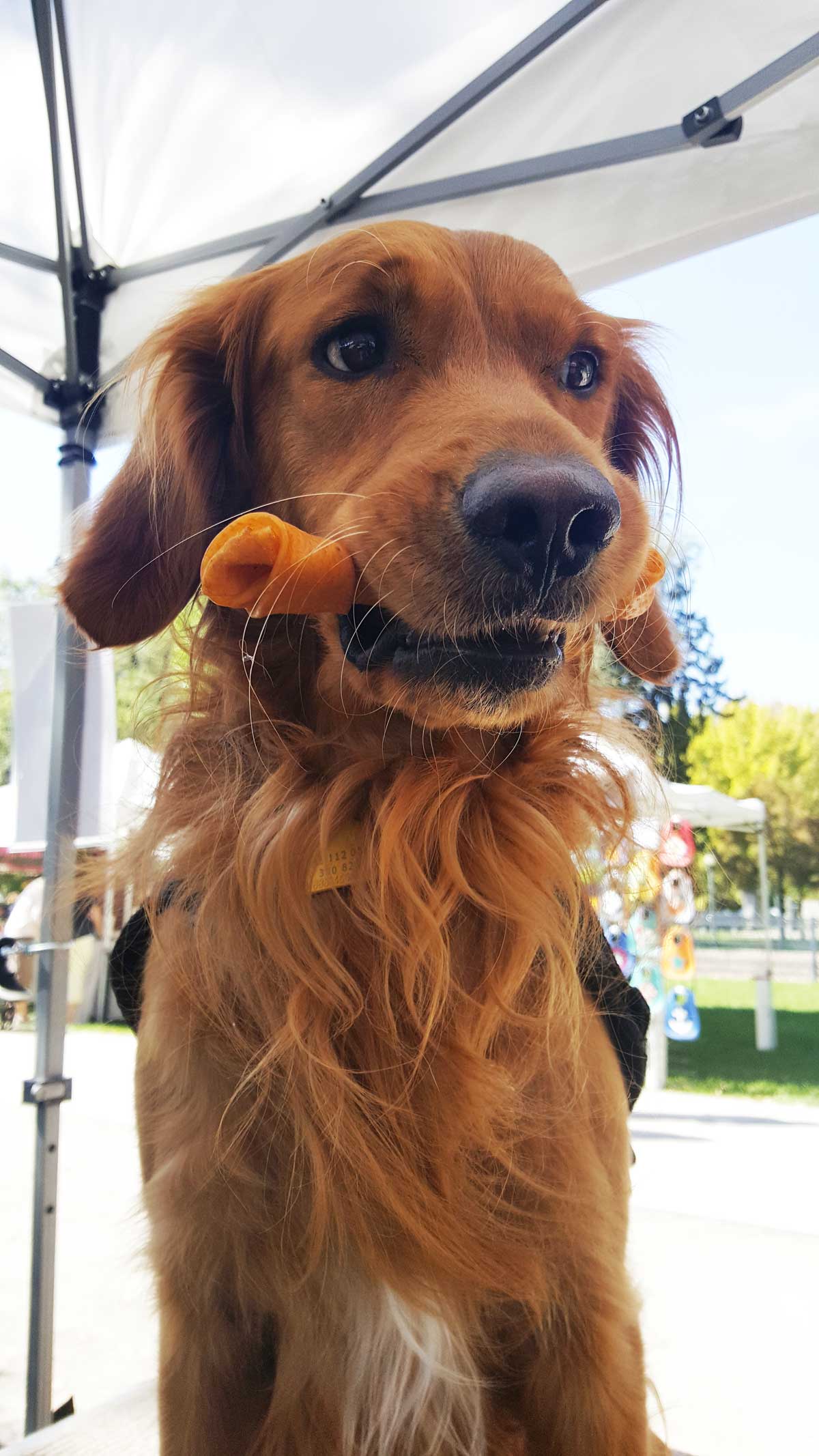 Dog Training Elite has award winning puppy training in Dallas with crate training classes for your pup.