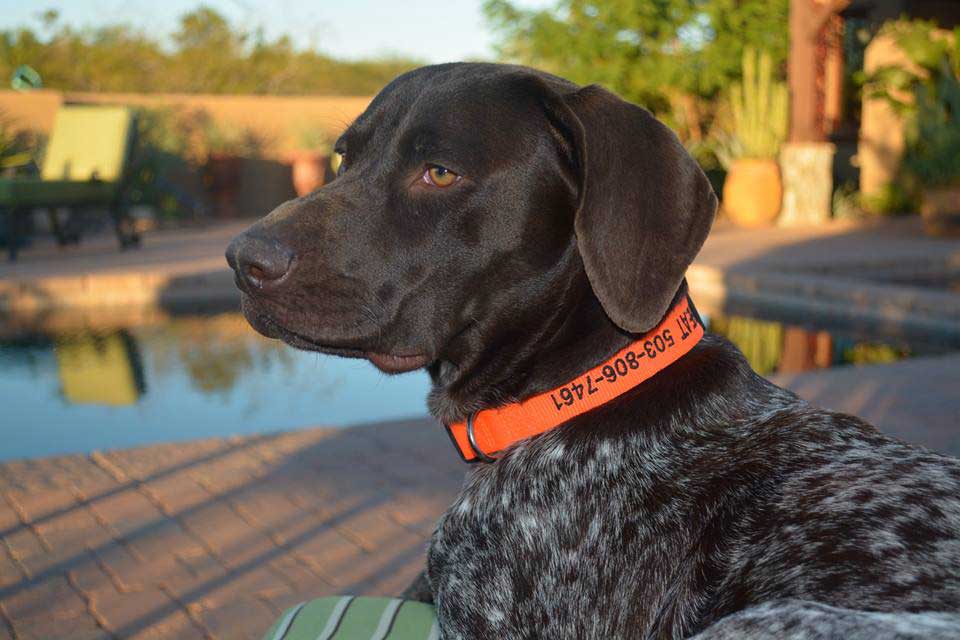 Best Cities to Vacation With Your Dog. Dog Training Elite in Dallas