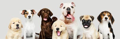 Border Collie Training