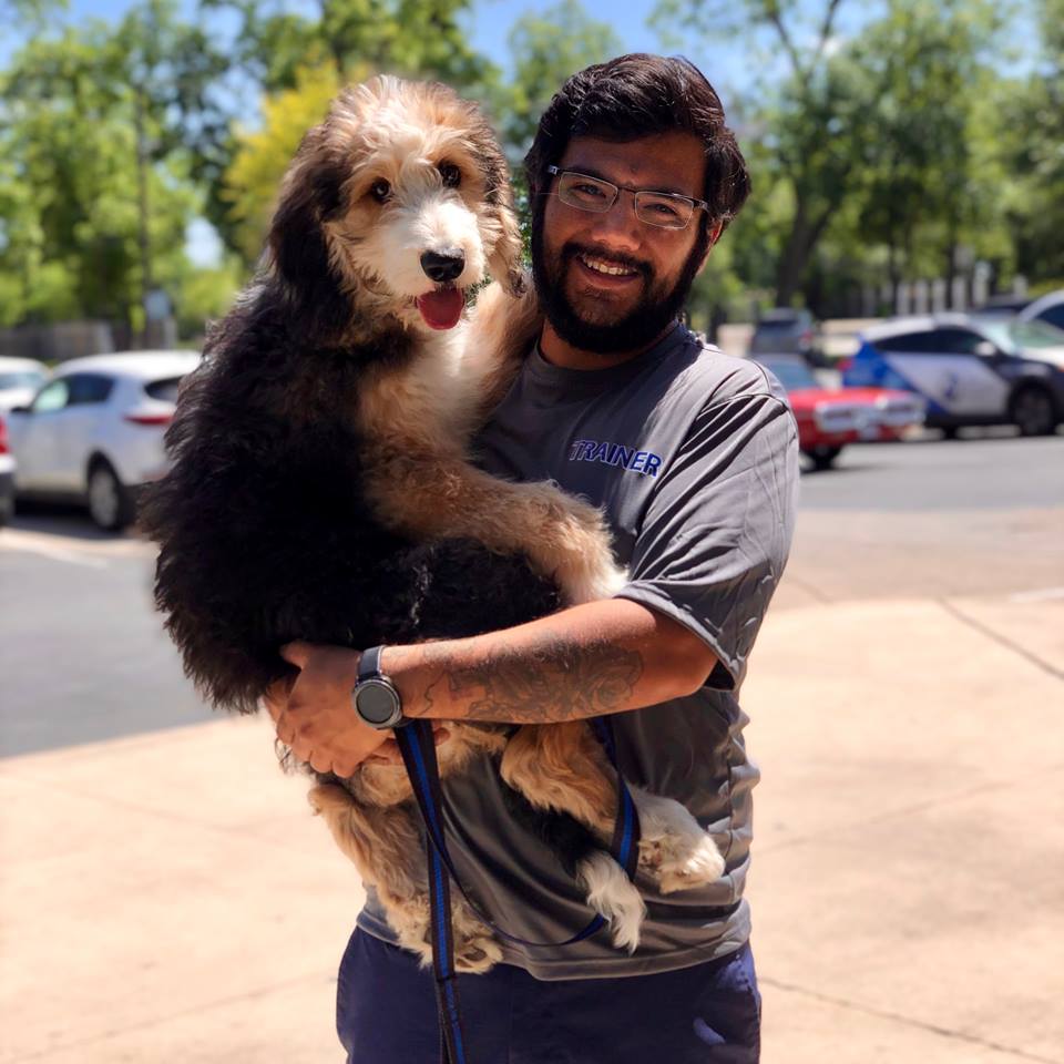 If you are searching for positive dog training near you, Dog Training Elite Dallas—Fort Worth is the place for you.