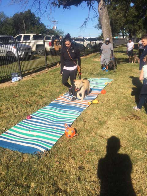 Dog Training Elite Dallas—Fort Worth is proud to have the highest rated group dog classes in Dallas.